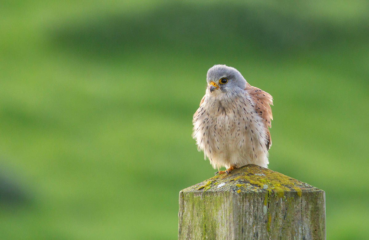 Male Kestrel, south Lincs.