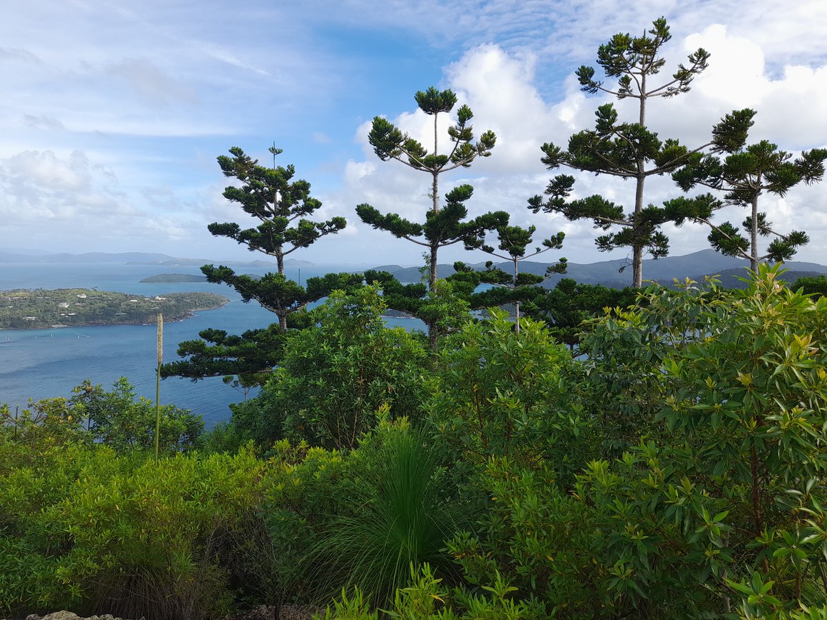 For my Canadian friends, this reminded me of a ‘Group of Seven’ painting by Tom Thomson but not in the snow And it’s warm… (Hamilton Island, Queensland)