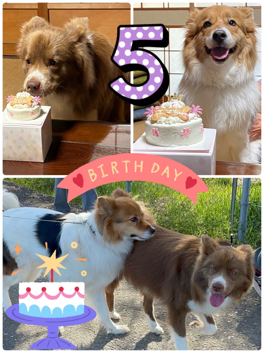 Saran_K0415's tweet photo. 🐶さらんちゃん🐾エマちゃん🐶
お誕生日おめでとう🎉🎉🎉
（投稿1日遅れてしまいまし���😅）
今年も元気いっぱい楽しい🎵
１年にしましょうね💕

#さらん　#犬　#ミックス犬
#犬好きさんと繋がりたい 
#犬のいる暮らし  #ボーダーコリー https://t.co/qJV14WeRqE
