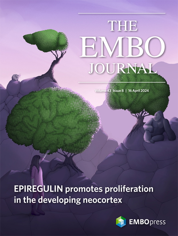 Featured in Issue 8: Insights into brain growth evolution by @MareikeAlbert et al (cover: @joana_gcc) TOR regulates variable protein synthesis rates Salmonella manipulates macrophage migration Resource: MemPrep offers fingerprints of lipid bilayer stress embopress.org/toc/14602075/4…