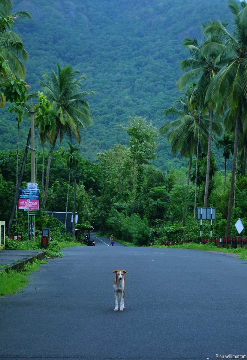 Muleppadam - Nilambur - Kerala. PHOTOGRAPHY - BINU