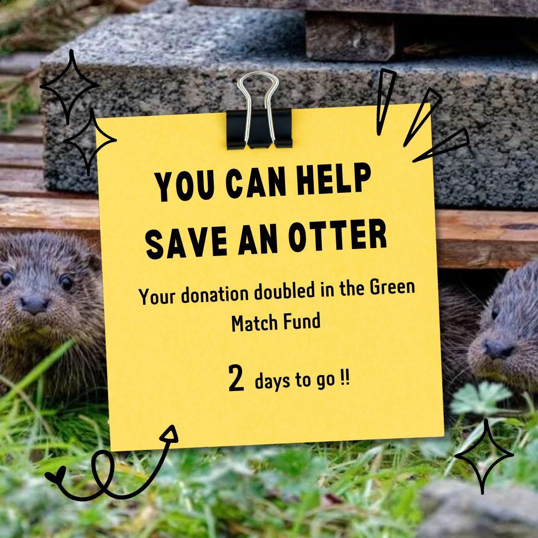Get ready for the biggest deal on the planet! Only 2 days to go until the @biggive Green Match Fund! By donating to our big give fundraiser you'll be saving two otters for the price of one!!! Save our link - donate.biggive.org/campaign/a0569… #GreenMatchFund #2for1nature #Earthday