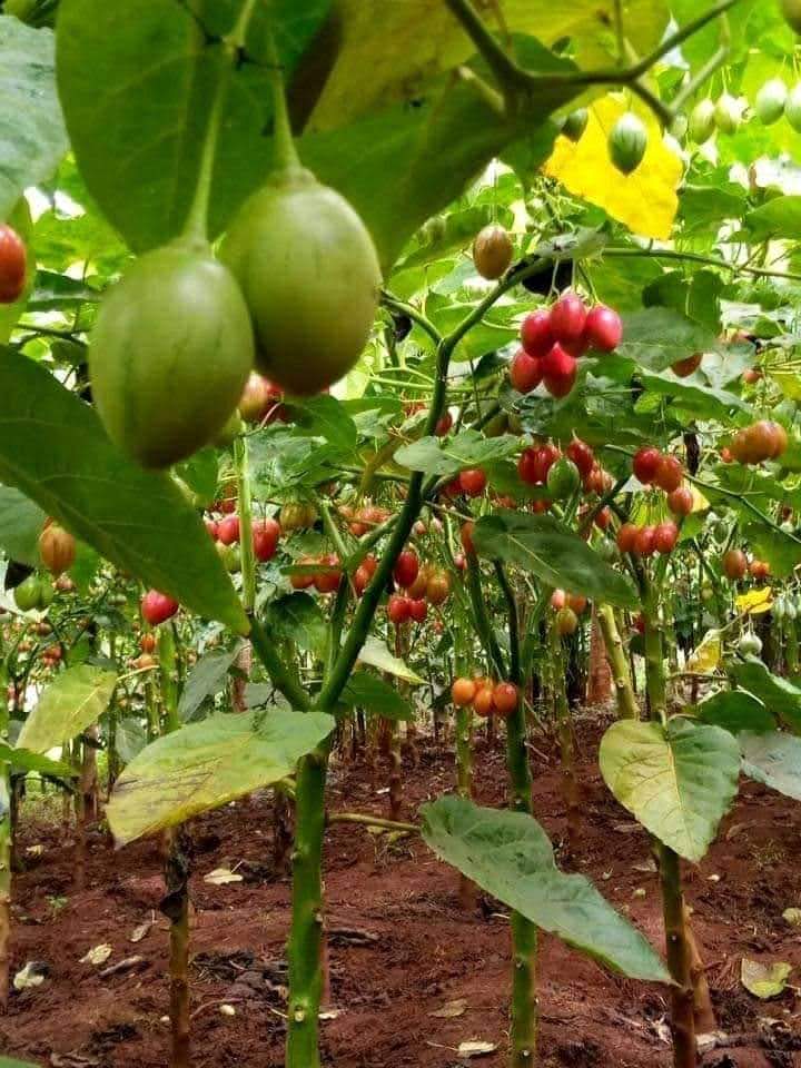 Agronomme_'s tweet photo. Growing tree tomatoes sustainably can lead to abundant harvests!

Focus on soil health, proper watering, and organic pest control for thriving plants. 
#EgeraUmuhinzi #EGERASchool #AgronommeTips https://t.co/sl6xKMe5eN