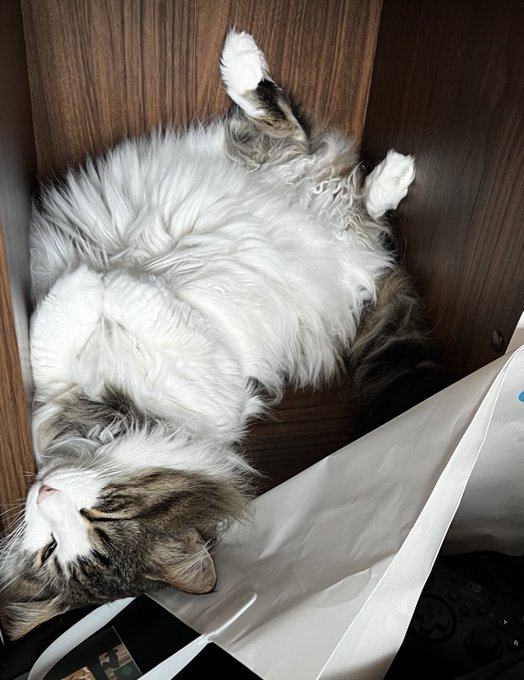 猫が本棚の中身ひっくり返して個室にしてた。お前も自分の家欲しいもんな 