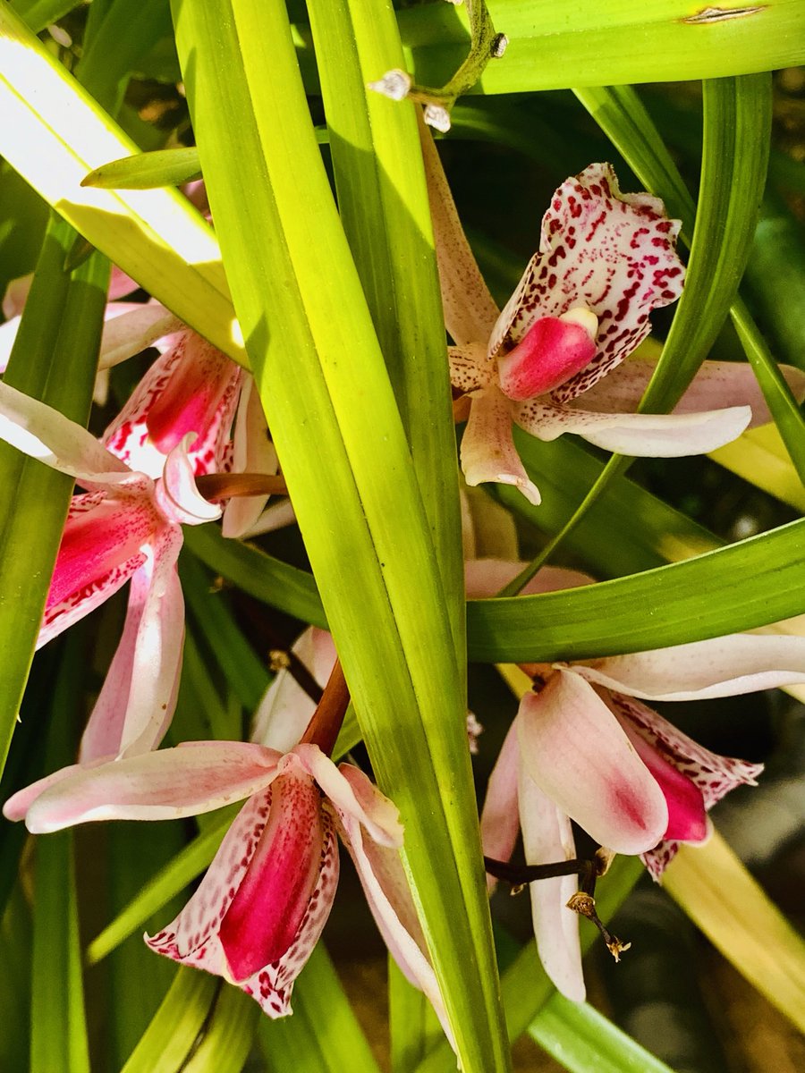 Cymbidium