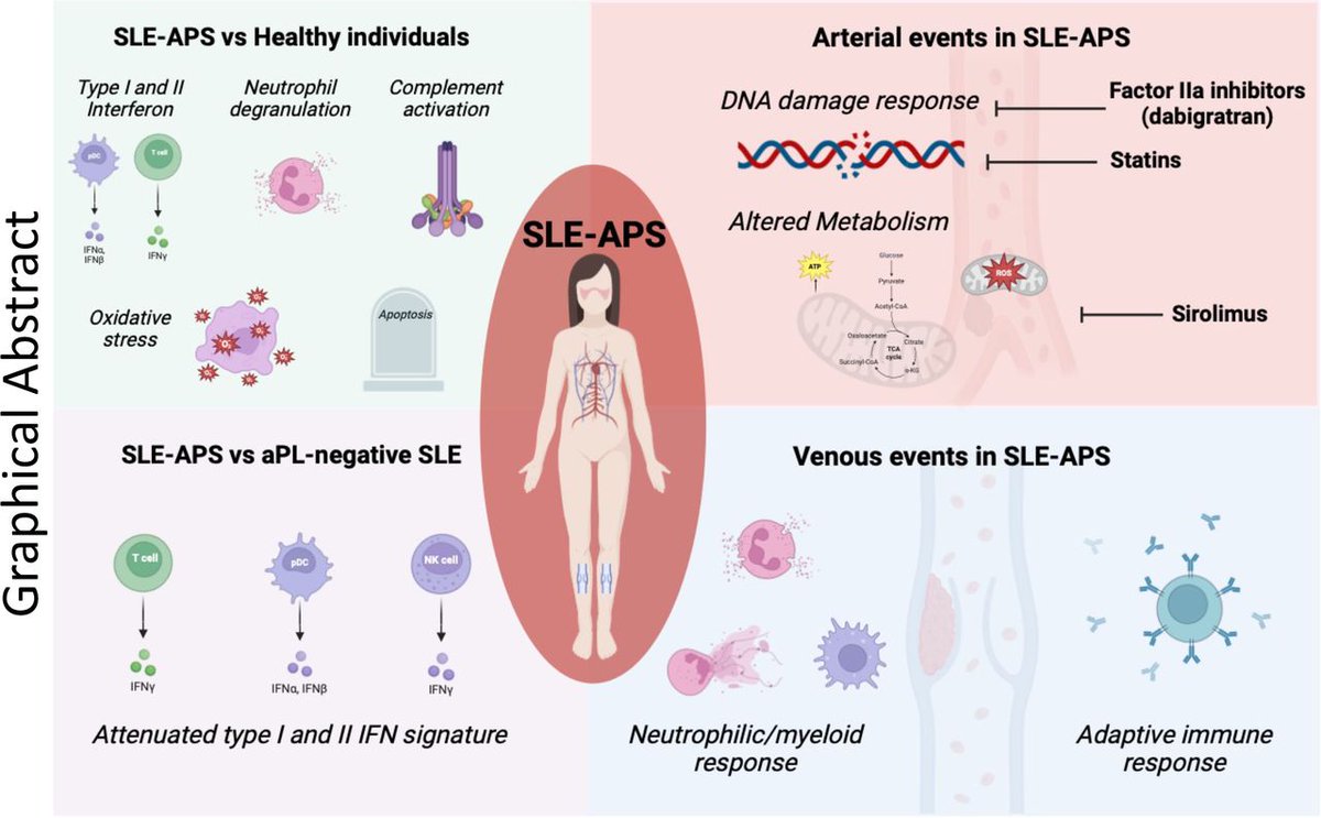 Disentangling the riddle of #SLE with #APS Blood transcriptome analysis reveals a less pronounced IFN-signature and distinct molecular profiles in venous versus arterial events 🔬 Whole-blood RNA-sequencing ⭐ 299 SLE (108 SLE-aPL+) ⭐72 matched HC 👉 bit.ly/3PWPgCb