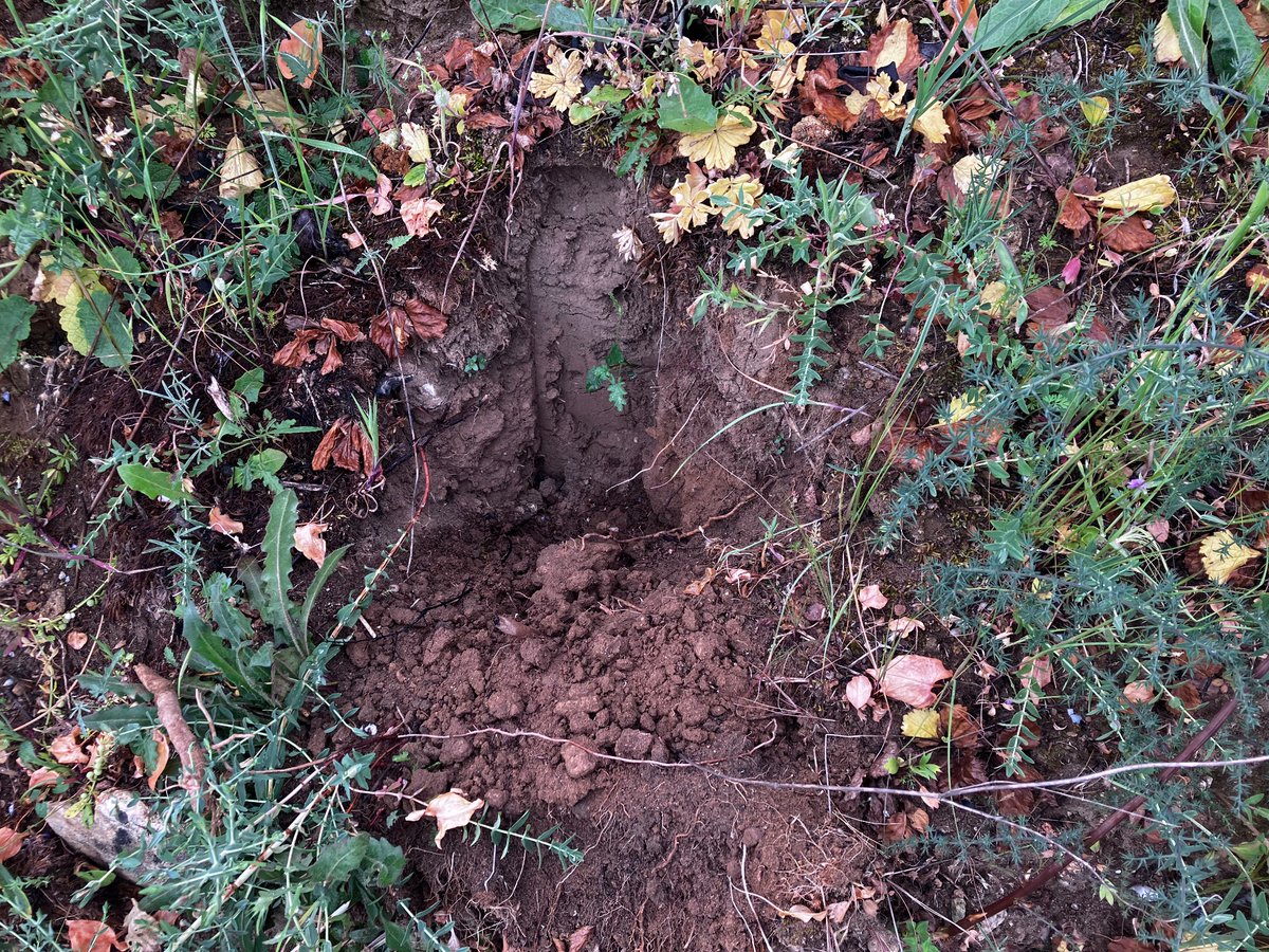 Absolutely *fizzing* mad here in Sicily. Arrived at a spectacular site for Ophrys oxyrhynchos to find literally hundreds of recently dug holes, and most of the orchids removed. This is orchid theft on a massive scale.