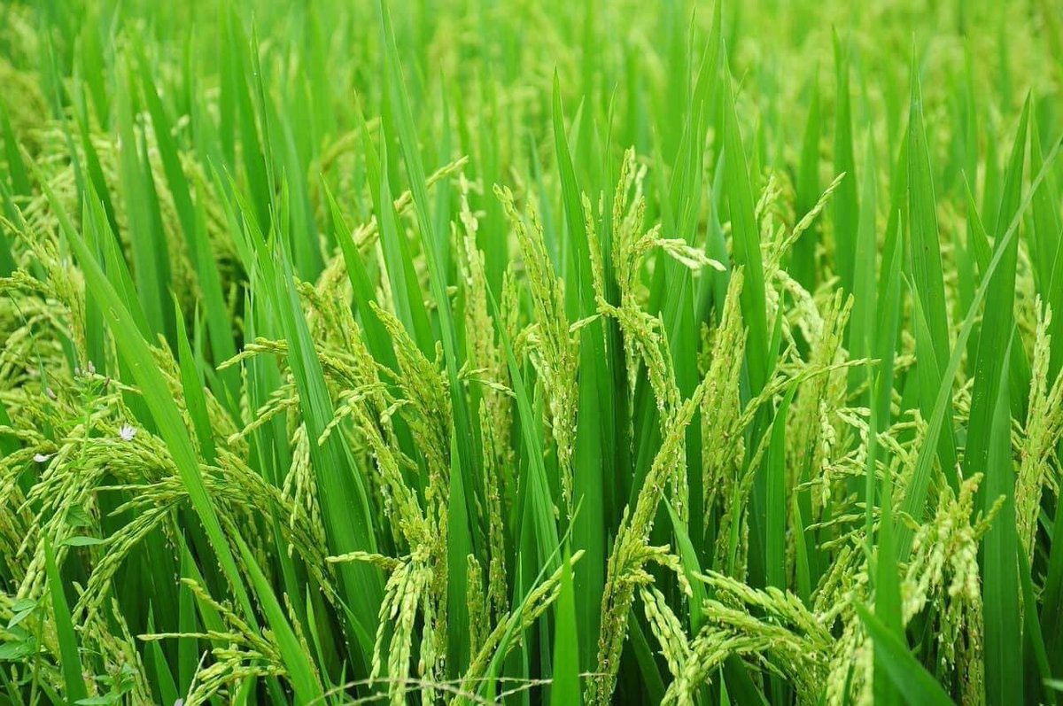 Kem45813880's tweet photo. Improve soil tilt to permit better root growth and consequent ready accessibility to nutrients.
Use ACARP #compostX, the Ultimate Solution for Sustainable Soil Enrichment.
@accracompost
#ACARP
#compostX https://t.co/Hbttn4UE2P