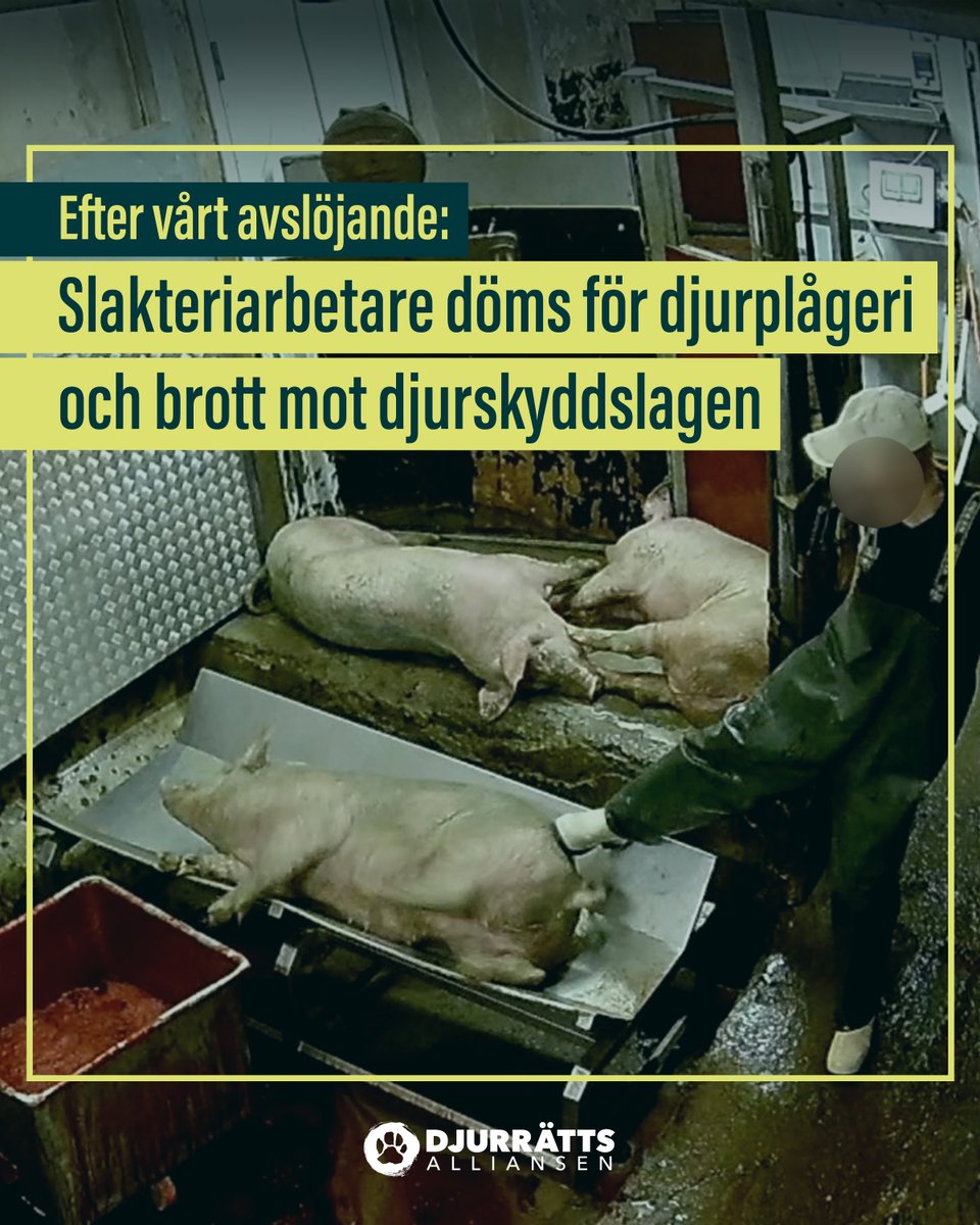 ❗Idag dömdes de två åtalade i den så kallade slakteriskandalen för djurplågeri och brott mot djurskyddslagen till villkorlig dom samt dagsböter på 40 000 respektive 14 000 kronor. Domen är ett resultat av att vi filmade med dolda kameror på ett skånskt KRAV-slakteri.