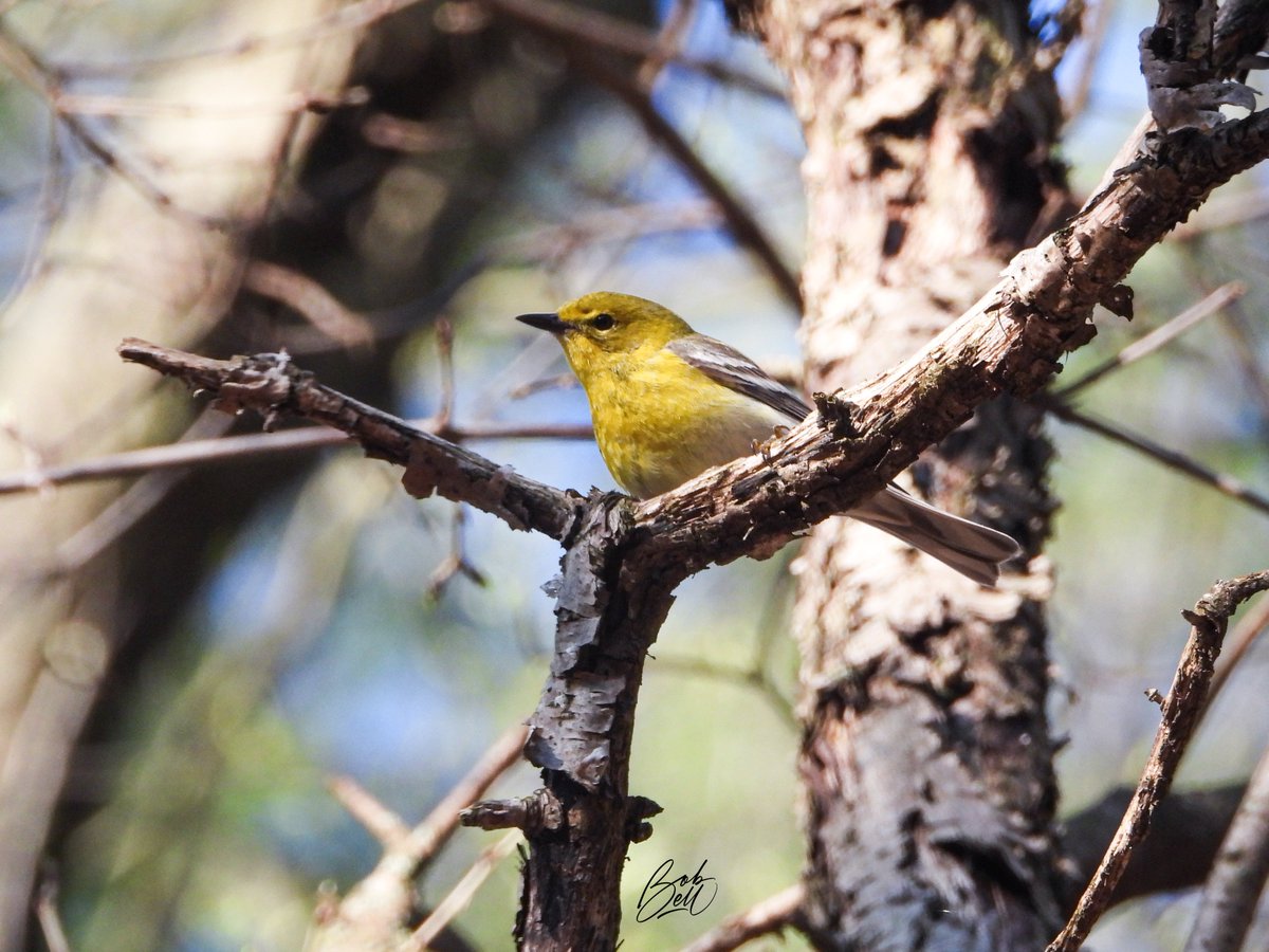 Game on!! Yesterday morning I saw my first warbler of the spring, a Pine Warbler. A harbinger of many more beautiful birds on their way #warblers #spring #migration #birds #birding #Ancaster #HamOnt