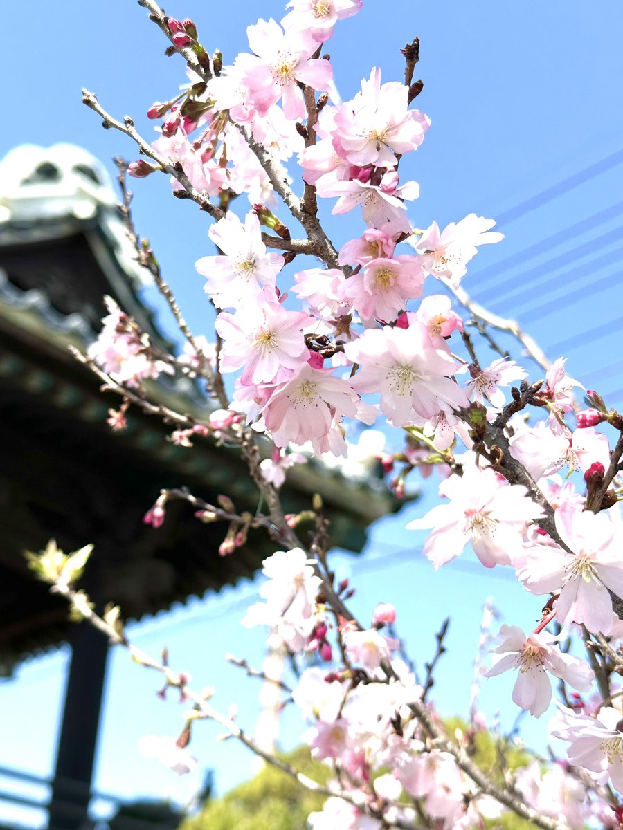 🌸成田山川越別院🌸

📍埼玉県川越市📍

川越散策4つめ✨

こちらは桜の花手水🌸🍃

御朱印の種類もたくさん📗📚

悩んでやっぱりお書き入れして

くださるこちらに🙏🏻

やっぱり墨書きはいいですね✨

広い境内には

春を楽しむ方がたくさんでした🌸🎶✨

 #御朱印 #桜 #花手水