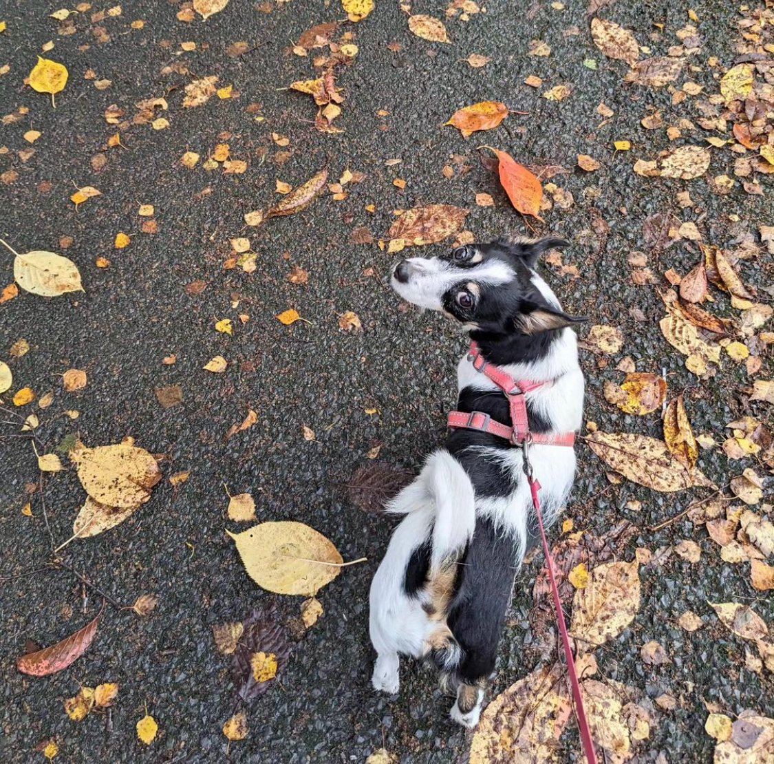 LurganLeashes's tweet photo. A lovely Tuesday walk with this little fella! https://t.co/lcthtFfUin