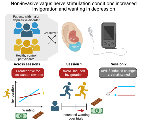 Does vagus nerve stimulation induce motivational effects in patients with depression? Our study shows acute tVNS-induced increases in invigoration that are largely maintained. Patients also report increases in wanting. Led by Ferstl & @anne_kuehnel sciencedirect.com/science/articl…