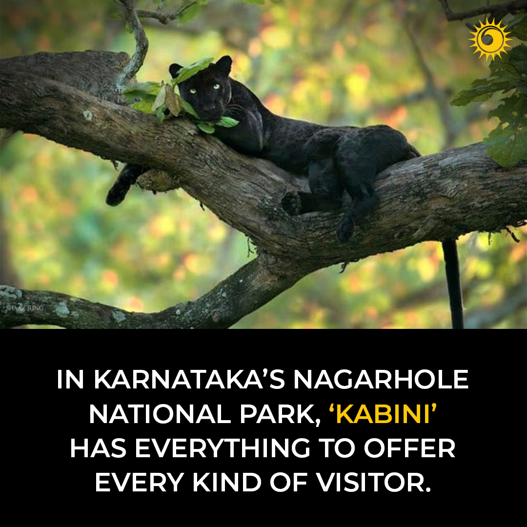 Explore the diverse experiences of Kabini in Karnataka's Nagarhole National Park for a delightful visit.'🌿🐾 

Get more Info from👉 thebrighterworld.com/detail/In-Karn…

#nagarholenationalpark #Karnataka #kabini #adventures #naturelovers #animals #explore #thebrighterworld