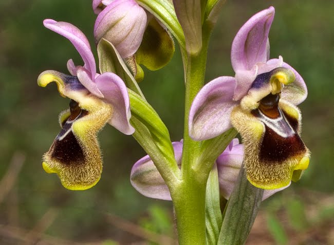 #OrchidDay in Greek mythology, Orchis was the son of a satyr and a nymph and was turned into an Orchid after his death, as punishment one of the earliest depiction of an Orchid was in Chinese art c. 700 BCE, and described as a cure for numerous ailments #mythology #orchids