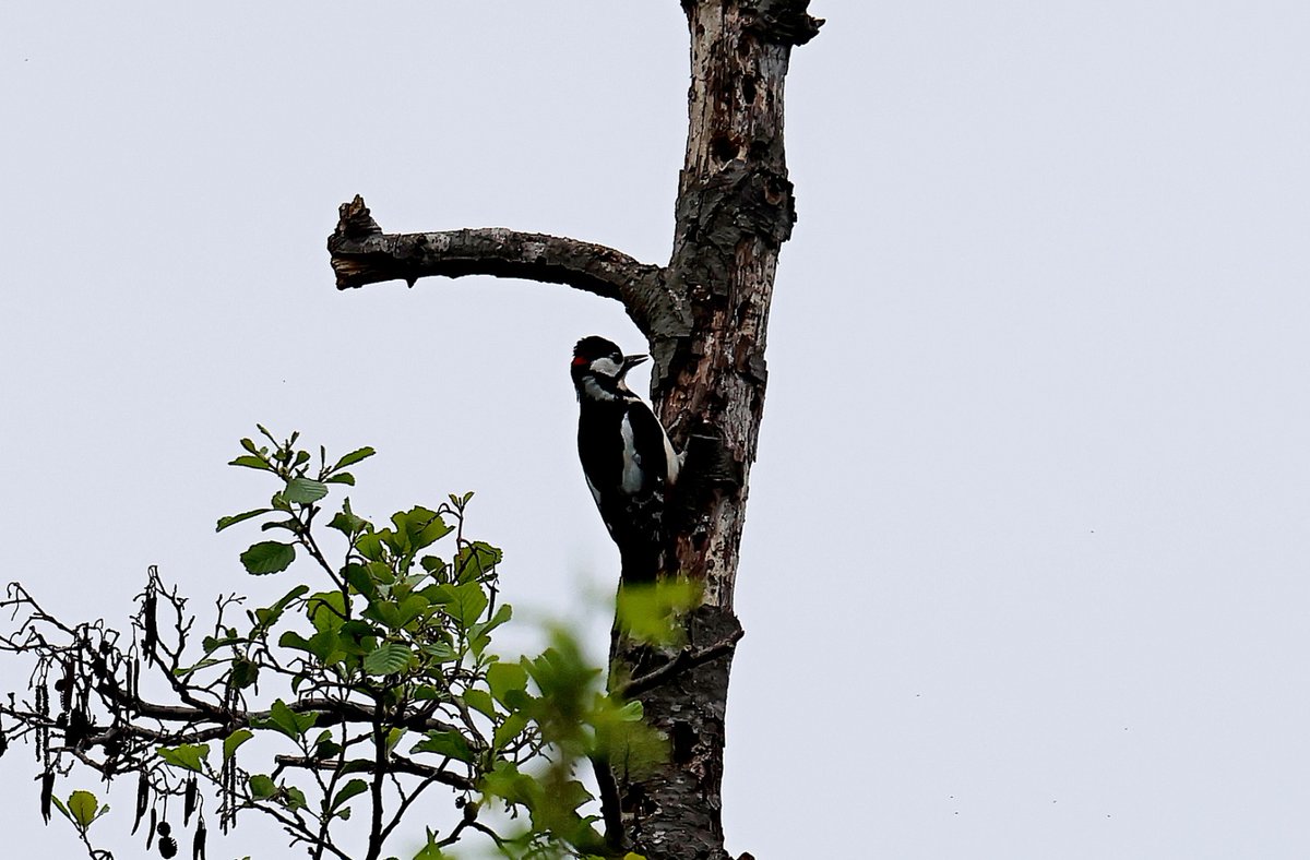 PMontemarcello's tweet photo. Il #picchio (Dendrocopos major) può martellare un tronco fino a 100 volte al minuto per scavarlo alla ricerca di termiti, formiche o larve di coleotteri che si nutrono di legno.
Ph E. Buoso
#parcomontemarcellomagravara #beactiveliguria #liguriapiubella #lamialiguria #27aprile https://t.co/d6hwJhjZhp
