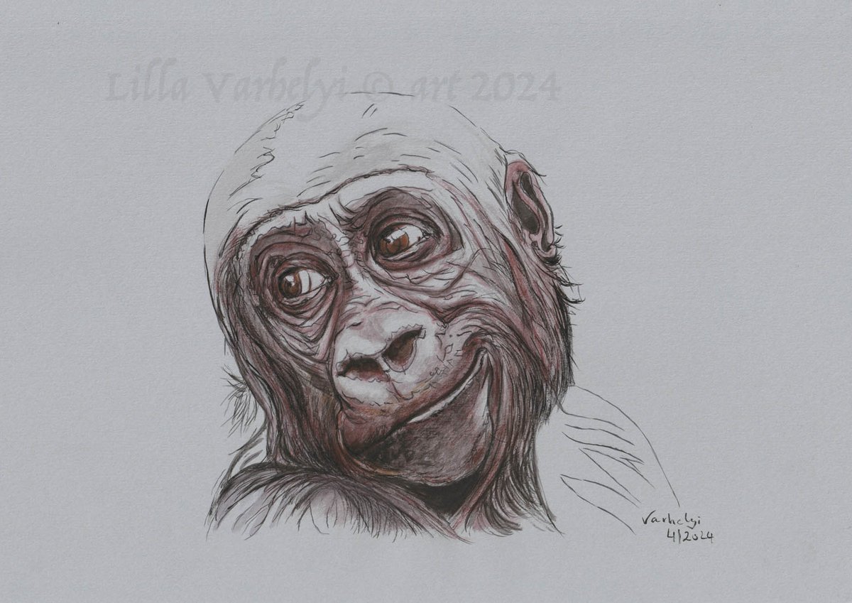LillaVarhelyi's tweet photo. Hab ein neues, grau getöntes Papier von #Hahnemühle getestet. Dieser junge #Gorilla war mein Modell 😊
Tusche DinA4
#Tusche #inkdrawing #artforsale #originaldrawing #drawings #zeichnen #kleineKunstklasse #primat #animaldrawing #tierliebe #tierzeichnung #kunstkaufen #kunstverkauf https://t.co/ivzGDItiRG
