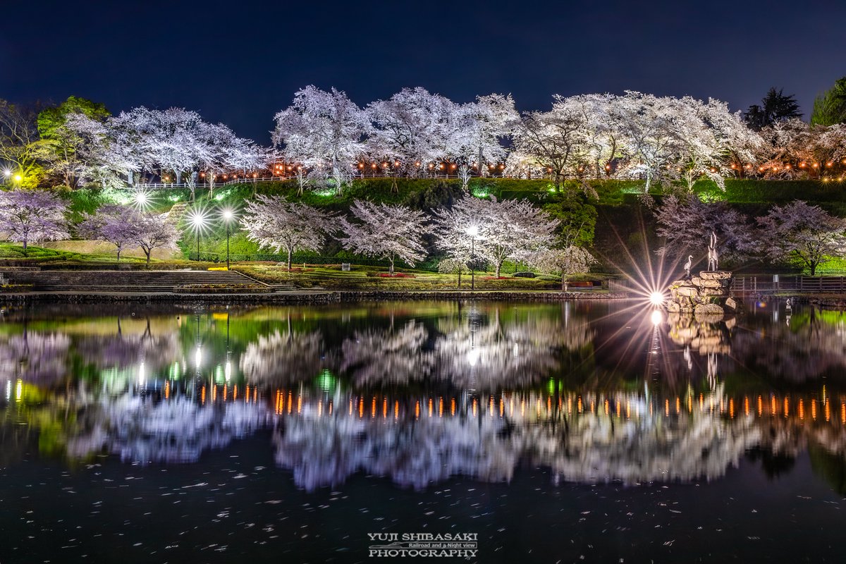 群馬県前橋市の夜桜が圧巻でした。