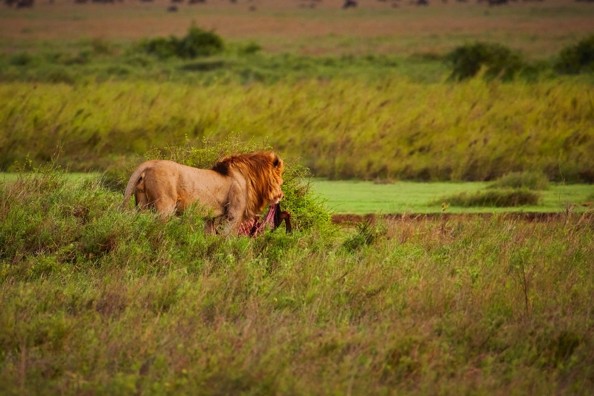 Big boy on evening meal | Serengeti | Tanzania
#mammalsofafrica #throughthelens #nikon #lionworld #malelion #hipaae #wildlions #serengetinationalpark #natureandwildlife #Habitat #natgeoru #lionspotting #bownaankamal #lions #lionpic #pantheraleo #nikonD850 #natgeocreative