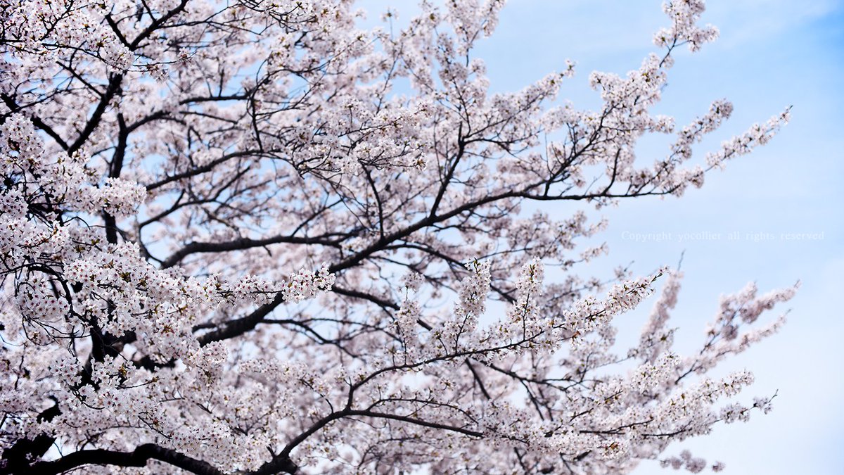 yoco_oga's tweet photo. 午前中の桜活

#桜 #額装のない写真展 #春2024 #花写真 #TLを花でいっぱいにしよう #キリトリセカイ #ファインダー越しの私の世界 #photography #photographylovers #cerryblossoms https://t.co/mdpEAGncNi
