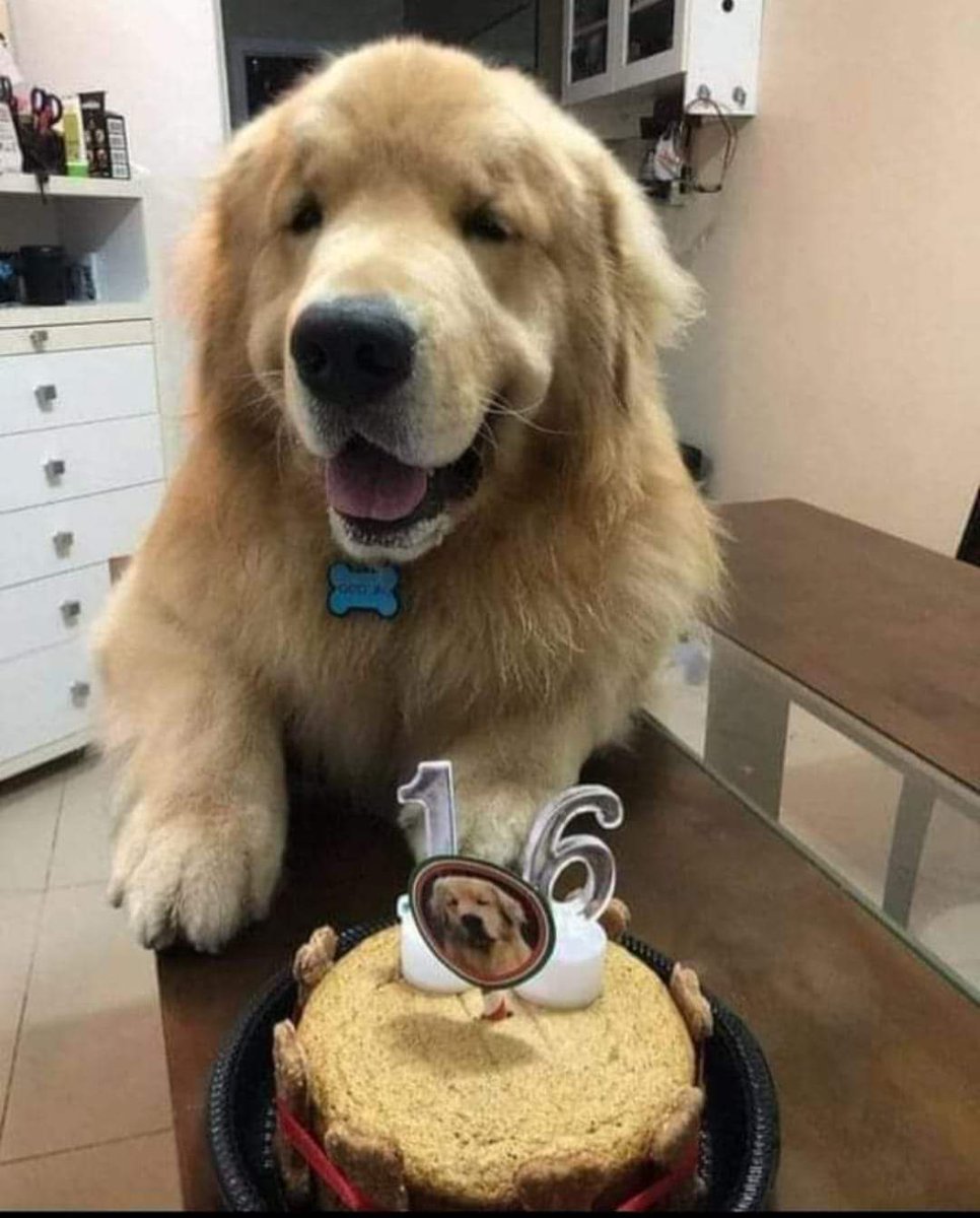 BestinDogs's tweet photo. Hello, I am Mac🥰. Today is my birthday. But nobody wished me yet. 😔 https://t.co/24TpkiBeXn