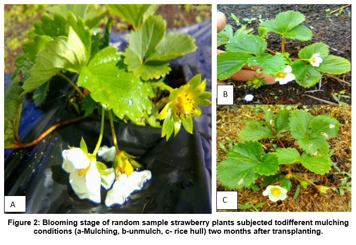 bit.ly/3Tspk3T - Read the Article here
Response of Mulching and Organic Fertilizers on the Growth Performance of Strawberry (Fragaria ananassa L.) in Southern Philippines
#GrowthParameters #Mulching #OrganicFertilizers #Agriculture #climatechange #AgriculturalSciences