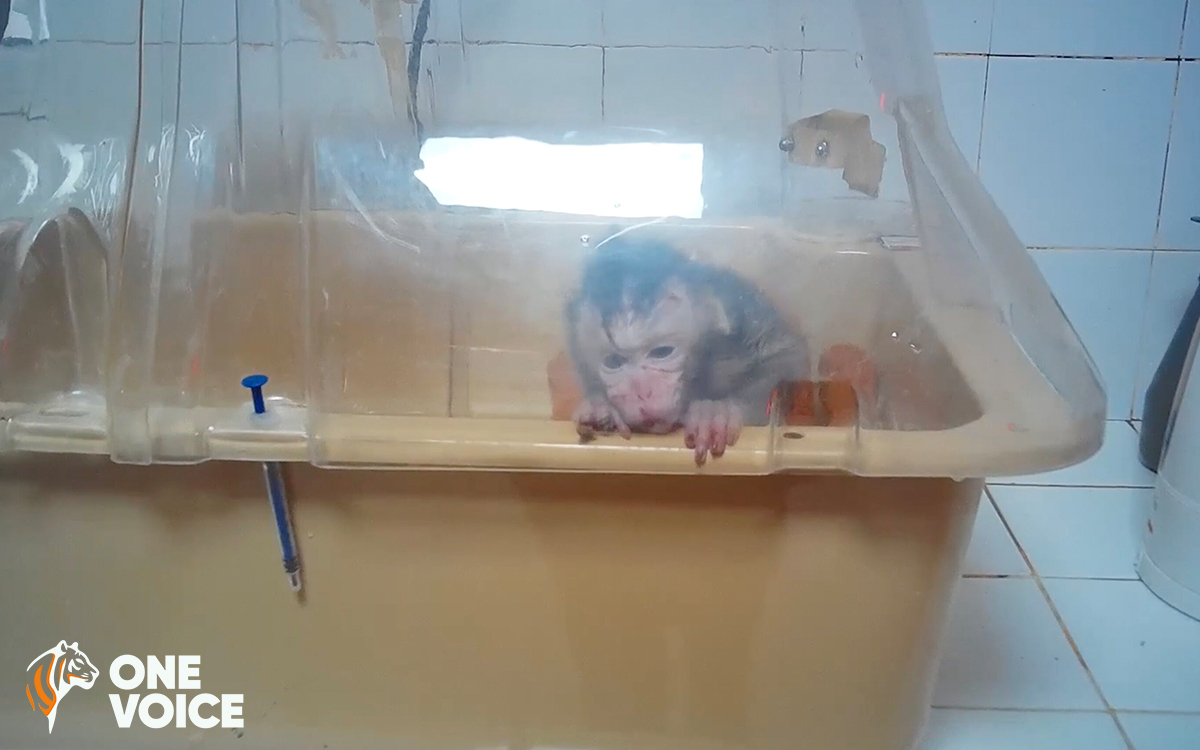 El Centro Nacional de Investigaciones Científicas de Francia (<a href="/CNRS/">CNRS 🌍</a>  , <a href="/CNRS_dr12/">CNRS Provence et Corse</a> ) ha pagado 10 millones de euros de dinero público a la granja de Mauricio Les Campeches para “el suministro de 500 macacos de cola larga reproductoras”.

Estos macacos en peligro de extinción,