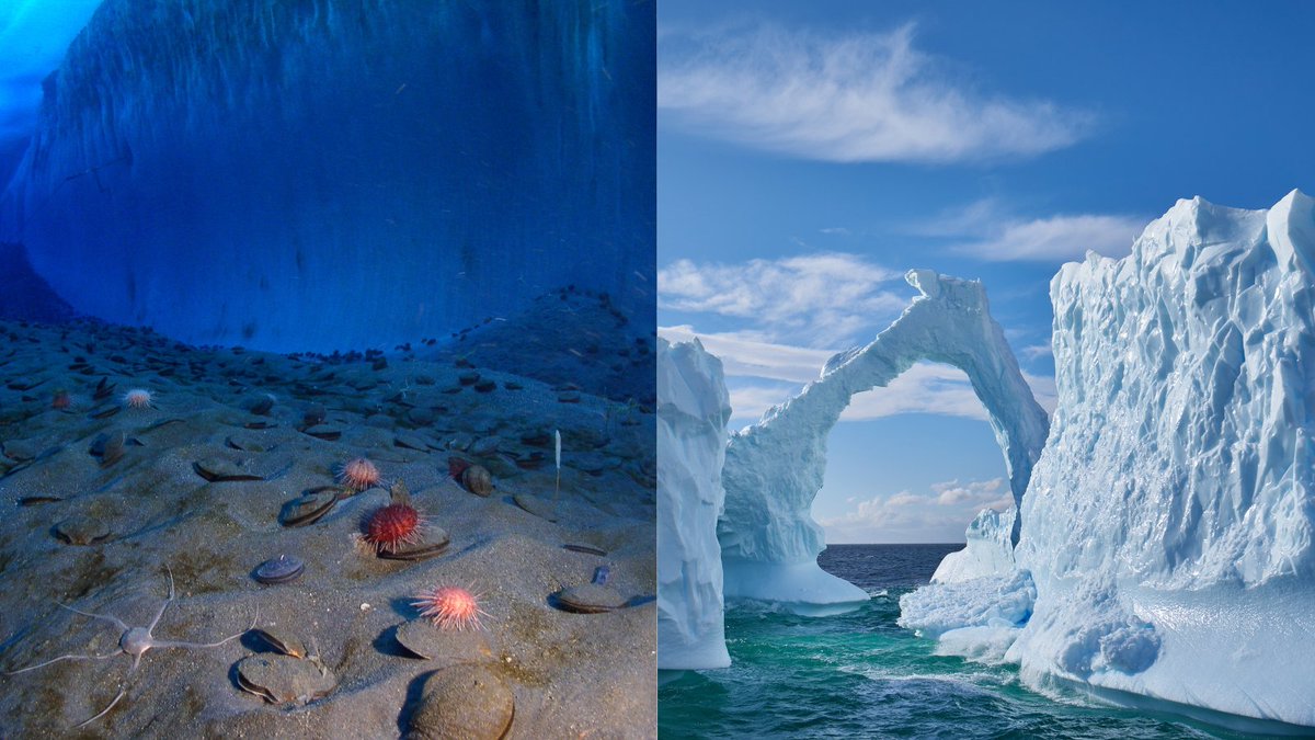 Vast and largely unexplored, the Deep Sea and Antarctica are Earth's final frontiers and more similar to each other than you think... 🌊❄️🧵