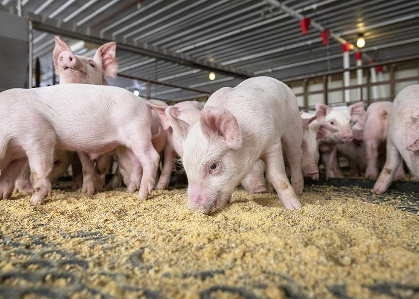 sonetvetpharma's tweet photo. Times have changed!
Farming isn't just a side hustle; it's a full-time opportunity for success.
With our expertise across poultry, piggery, cattle &amp; more, we empower you to thrive independently.
Let's cultivate your dreams &amp; secure your peace of mind together! 🌾🐓🐖🐄 https://t.co/1WeEAtec2I