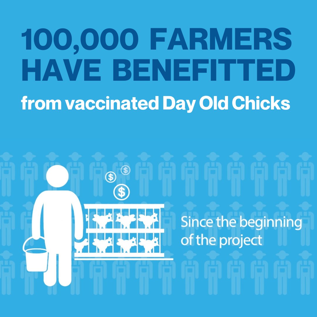👏 PREVENT is celebrating 3 years! Three years of innovation, improved #animalhealth, productivity, and livelihoods. 💉 +98 million day-old chicks vaccinated 👩‍🌾 100,000 farmers benefitted 🎓 210 field technicians trained Learn more! ➡️ ow.ly/XnLB50NERR @CevaSanteAnimal
