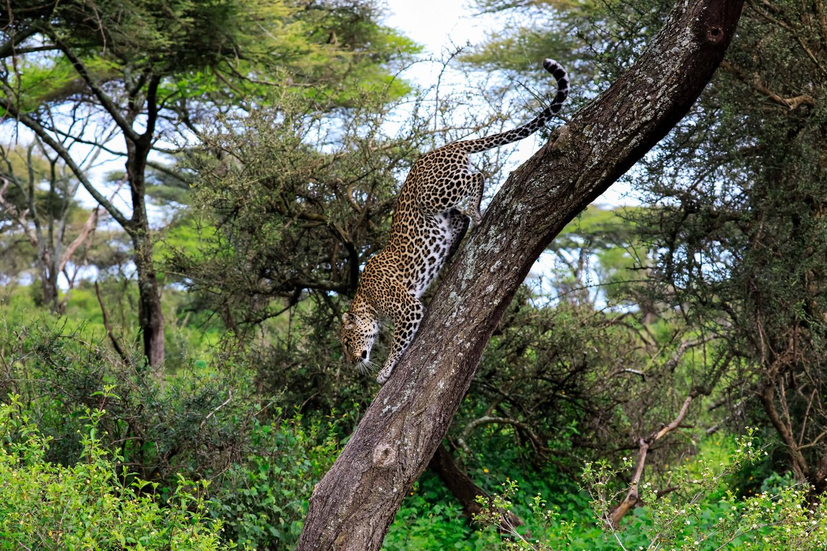 Spot the Elusive Beauty

#Travel #travelphotography #wildlifephotographer  #PhotographyTips #TwitterNaturePhotography #NaturePhotography #BIGCats #nature撮影会 #Twitter婚活 #NewYork #Tanzania #animallover