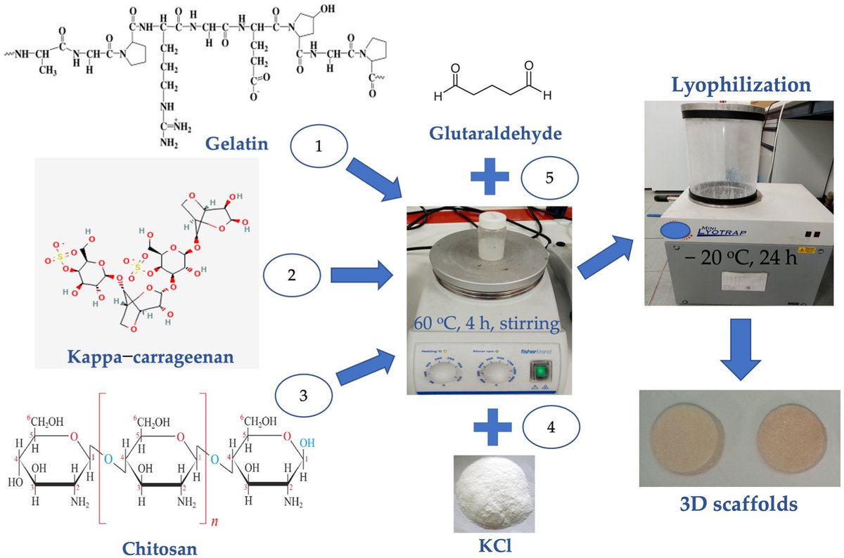 🌟#notablepaper on the Topic of Chitosan #Nanoparticles 📚Kappa-Carrageenan/#Chitosan/Gelatin Scaffolds Provide a #Biomimetic #Microenvironment for #Dentin-Pulp Regeneration 🔗mdpi.com/2222596 👨‍🔬By Prof. Maria Chatzinikolaidou et al @MDPIOpenAccess @MDPIBiologySubj