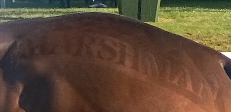 #Marshman is one of 14 runners declared for the Group 3 Abernant Stakes over 6f on Thursday at <a href="/NewmarketRace/">Newmarket Racecourse</a> 

He will wear the hood he always wears at home for the first time on track, and the tongue tie again which I think helped him last time.

<a href="/samjock22/">Sam James</a>  booked to ride 🏇