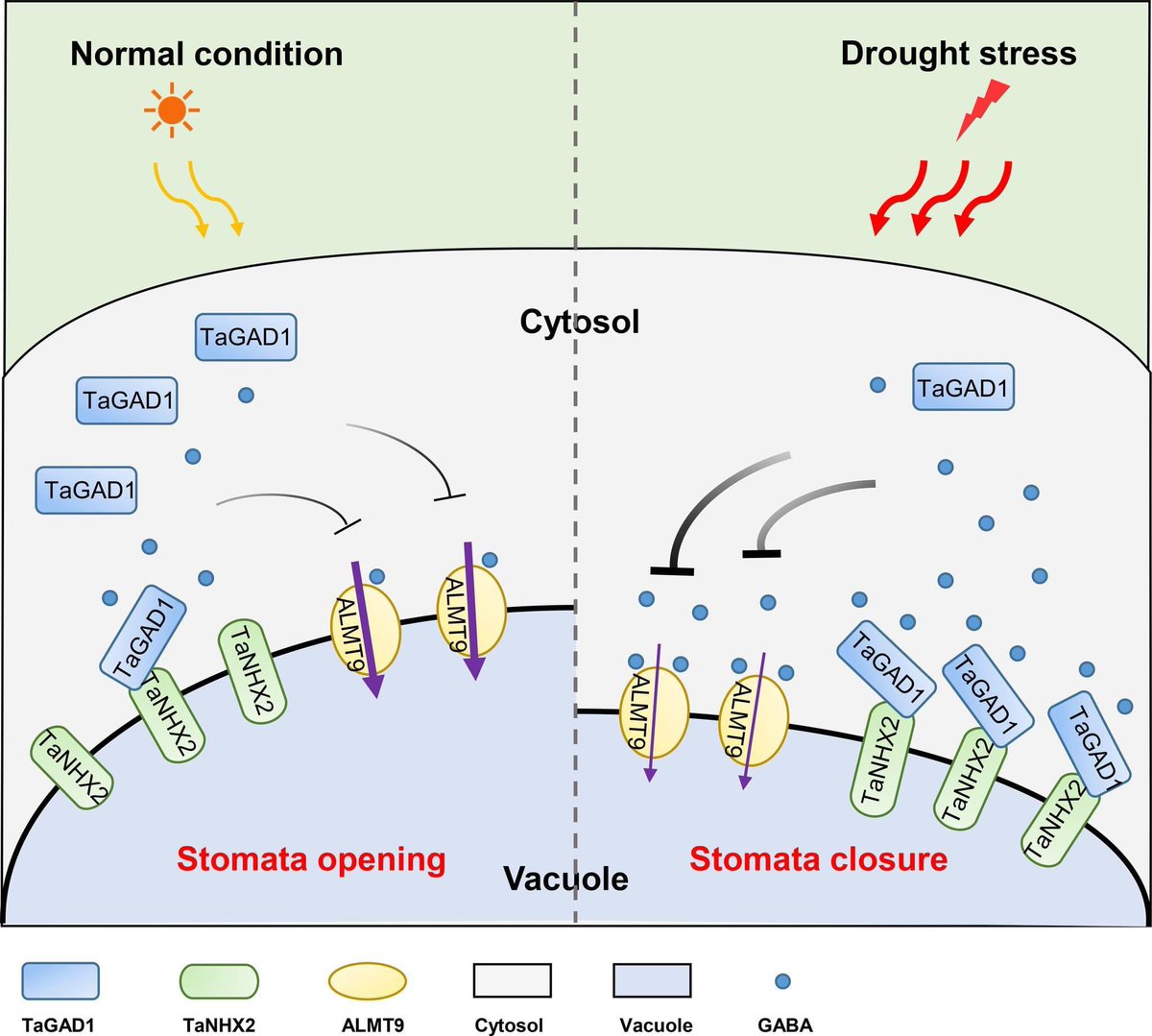 New research in Science Advances describes the once-mysterious mechanisms in plants that connect leaf accumulation of γ-Aminobutyric acid, or GABA, to improved drought resistance—a finding that could inform efforts to create drought-tolerant food crops. scim.ag/6AQ