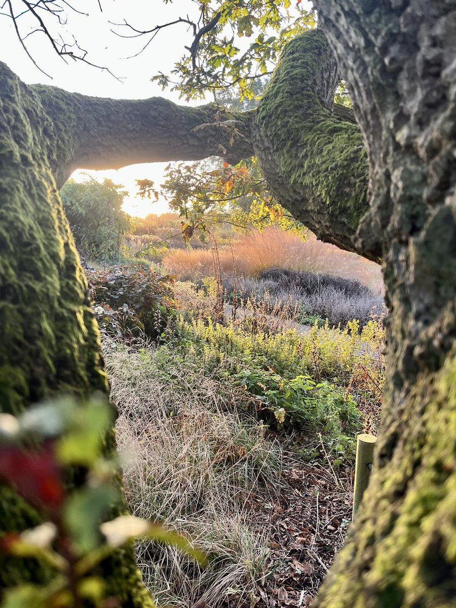 Three seasons from one Oak Tree: our Millennium Garden viewed in April 2024, July 2023 & November 2023. 📷 Assistant Gardener, Lesley #PensthorpeGardens #FlowerSeasons