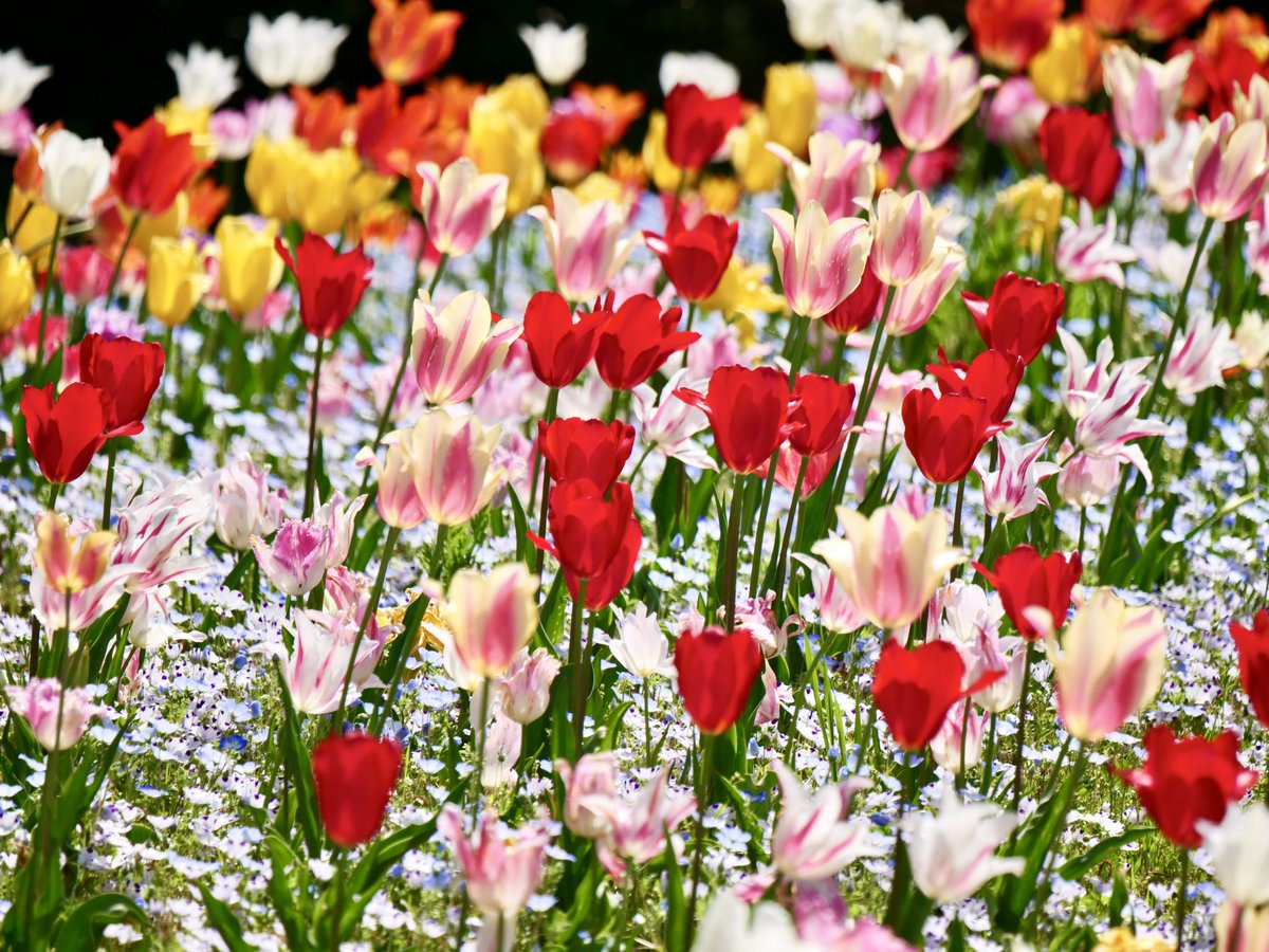 まんのう公園のチューリップさん達🌷

今日もお疲れさまでした(*^-^*)

今日は冷や奴で🍺☺✨✨✨
ネギとカツオ節をのせ💕
とっても🍺に最高✨✨✨

#チューリップ 

#TLをお花でいっぱいにしよう
#花写真

#国営讃岐まんのう公園

#LUMIX  #G9PRO  #チームm43