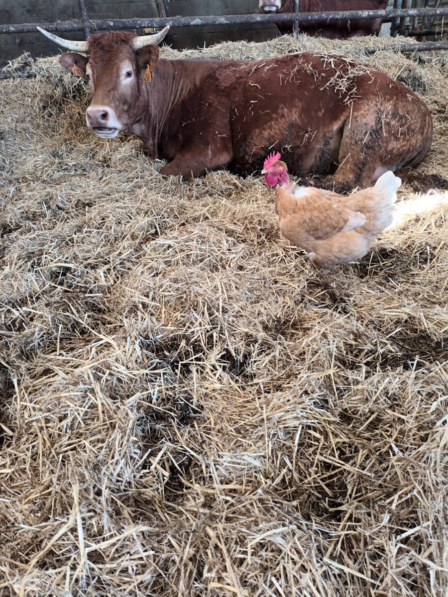 Poupoule en direct en surveillance vêlage . #JeSoutiensNosAgriculteurs #agriculteurs