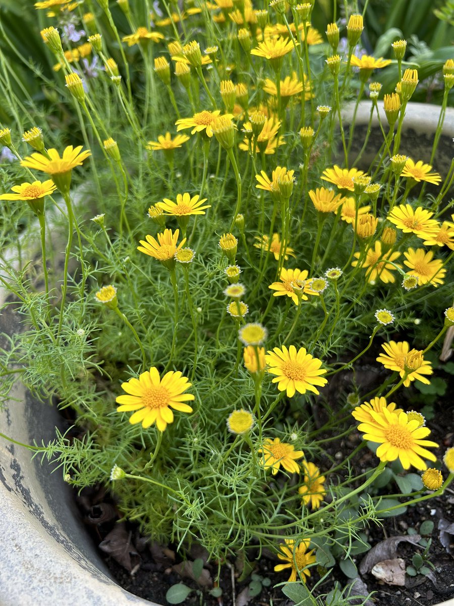 #TinyFlowerTuesday is my pot of perennial Dahlburg daisies. It comes back every year in its pot and is easy peasy 😃💛

#Flowers #Gardening #Daisies #FlowerPhotography #Plants #FlowerGardening