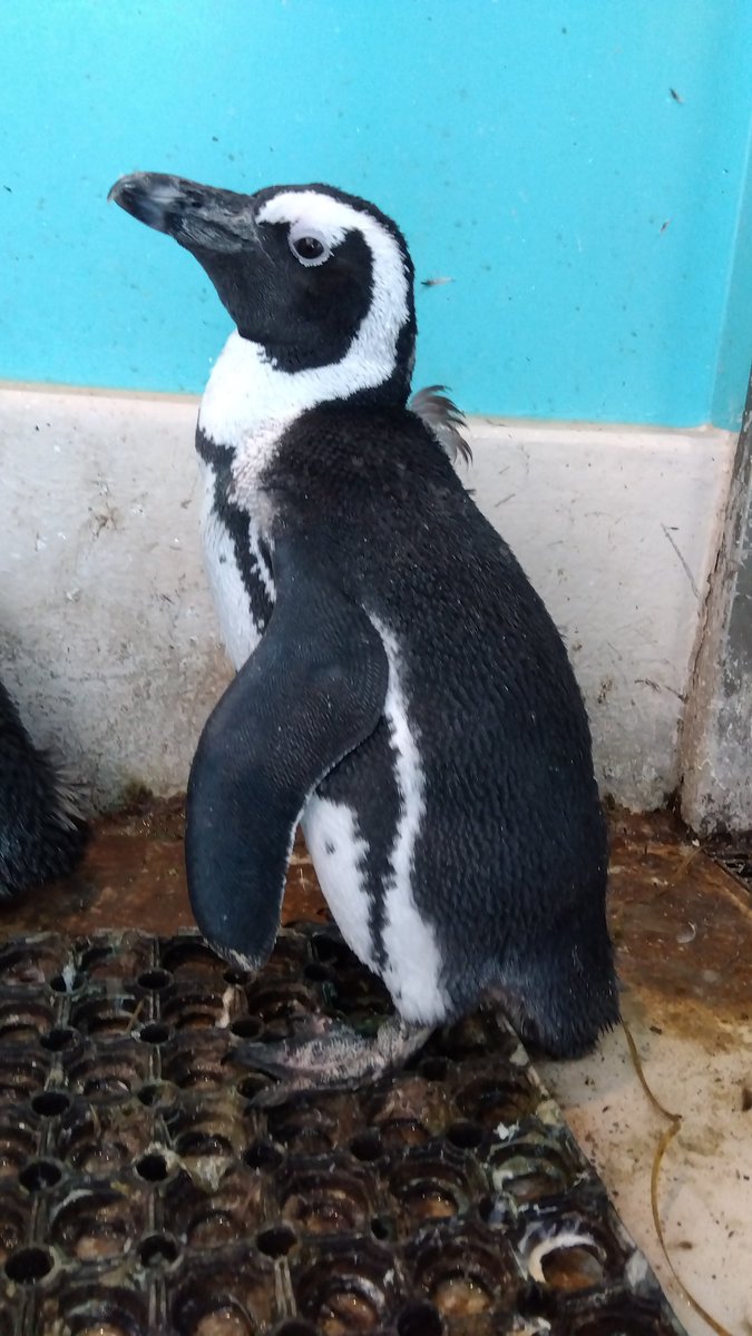 海来くんそろそろ換羽が終わりそうです🐧✨

#ケープペンギン #africanpenguin
#換羽 #残すは背中のみ #あと少し
#智光山公園こども動物園