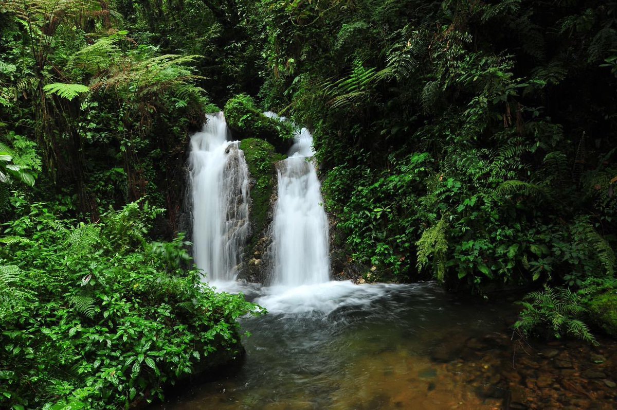 Forest walks in Bwindi are truly rewarding. Travel along the Munyaga river trail to the beautiful pristine waterfalls. The melodious sounds of the chirping birds will even make the forest walk more enchanting. For safaris contact us; likyadiadventures.com,