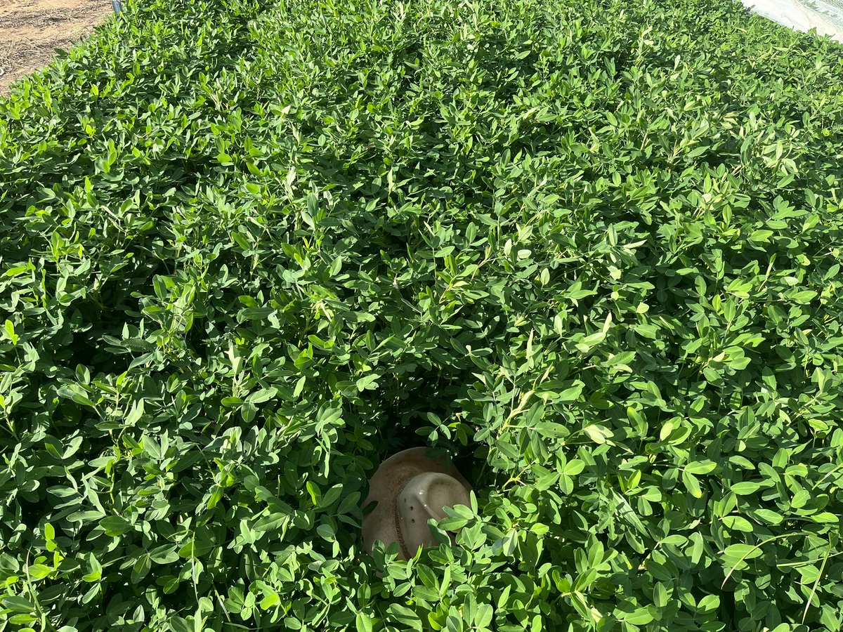 TroppoAgro's tweet photo. After 14 weeks and a rippa wet season we are finally irrigating our peanut trial out West of Georgetown part of the CRCNA funded Dual-Purpose Peanut Project https://t.co/SNsNhtsP3B
