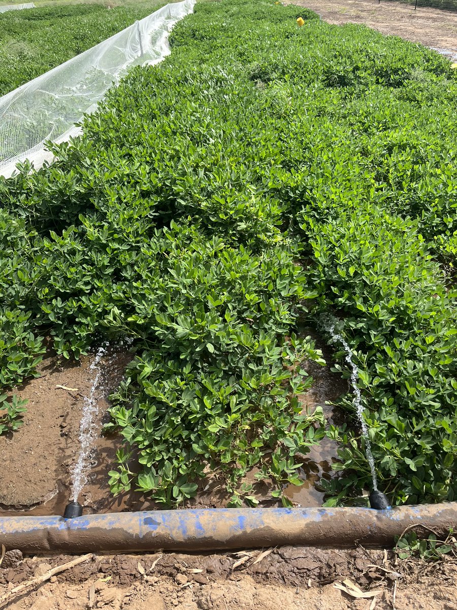 TroppoAgro's tweet photo. After 14 weeks and a rippa wet season we are finally irrigating our peanut trial out West of Georgetown part of the CRCNA funded Dual-Purpose Peanut Project https://t.co/SNsNhtsP3B
