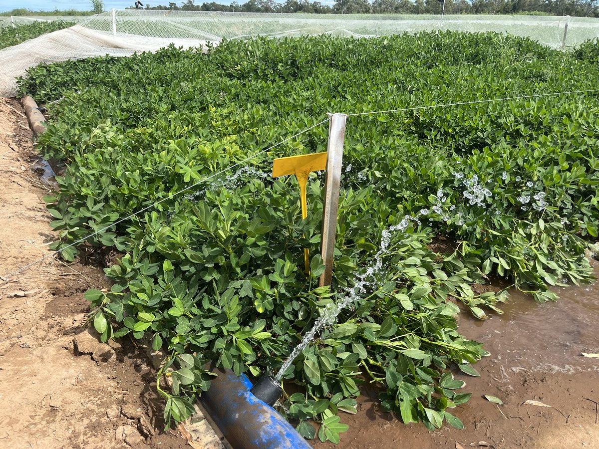 TroppoAgro's tweet photo. After 14 weeks and a rippa wet season we are finally irrigating our peanut trial out West of Georgetown part of the CRCNA funded Dual-Purpose Peanut Project https://t.co/SNsNhtsP3B