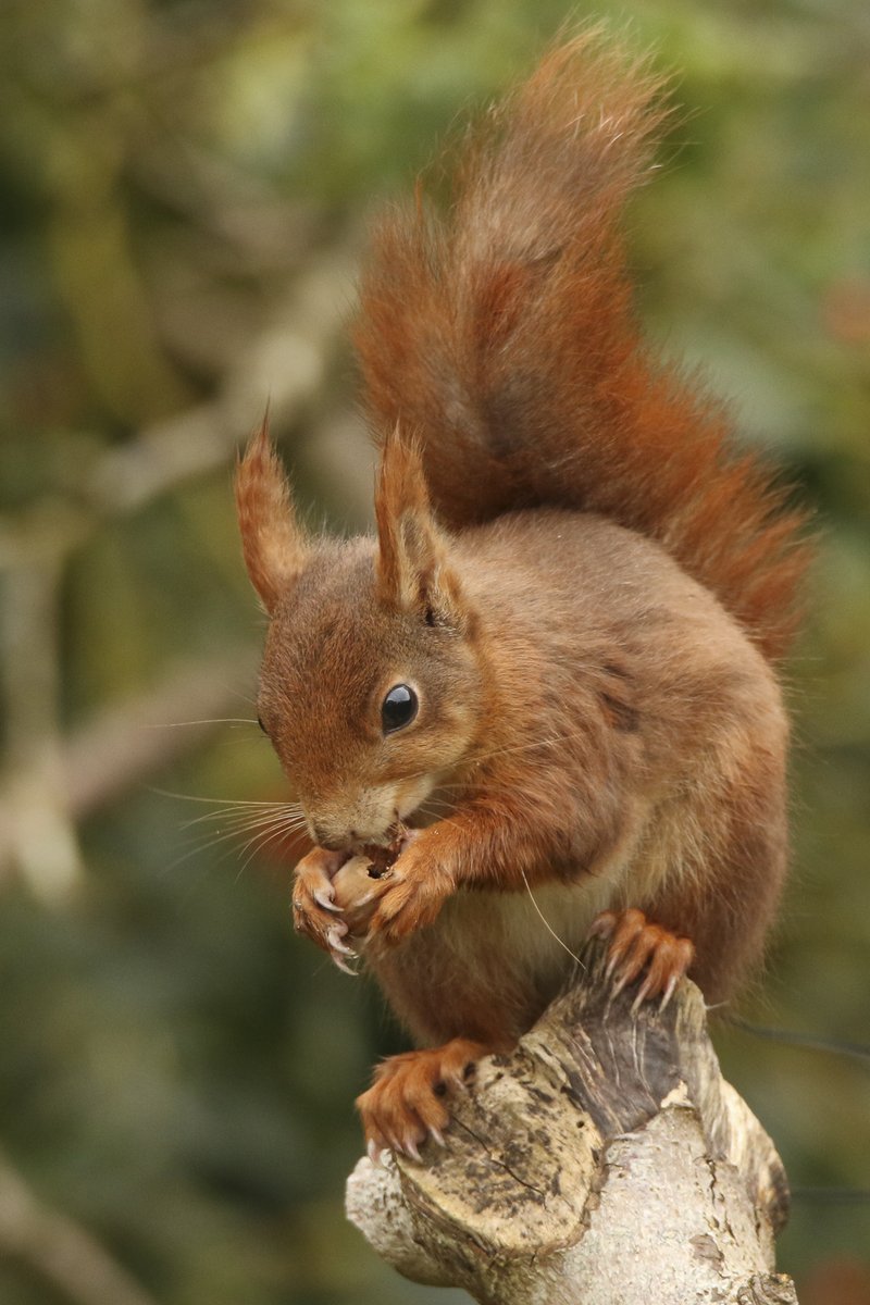 #redsquirrel enjoying a snack over the weekend