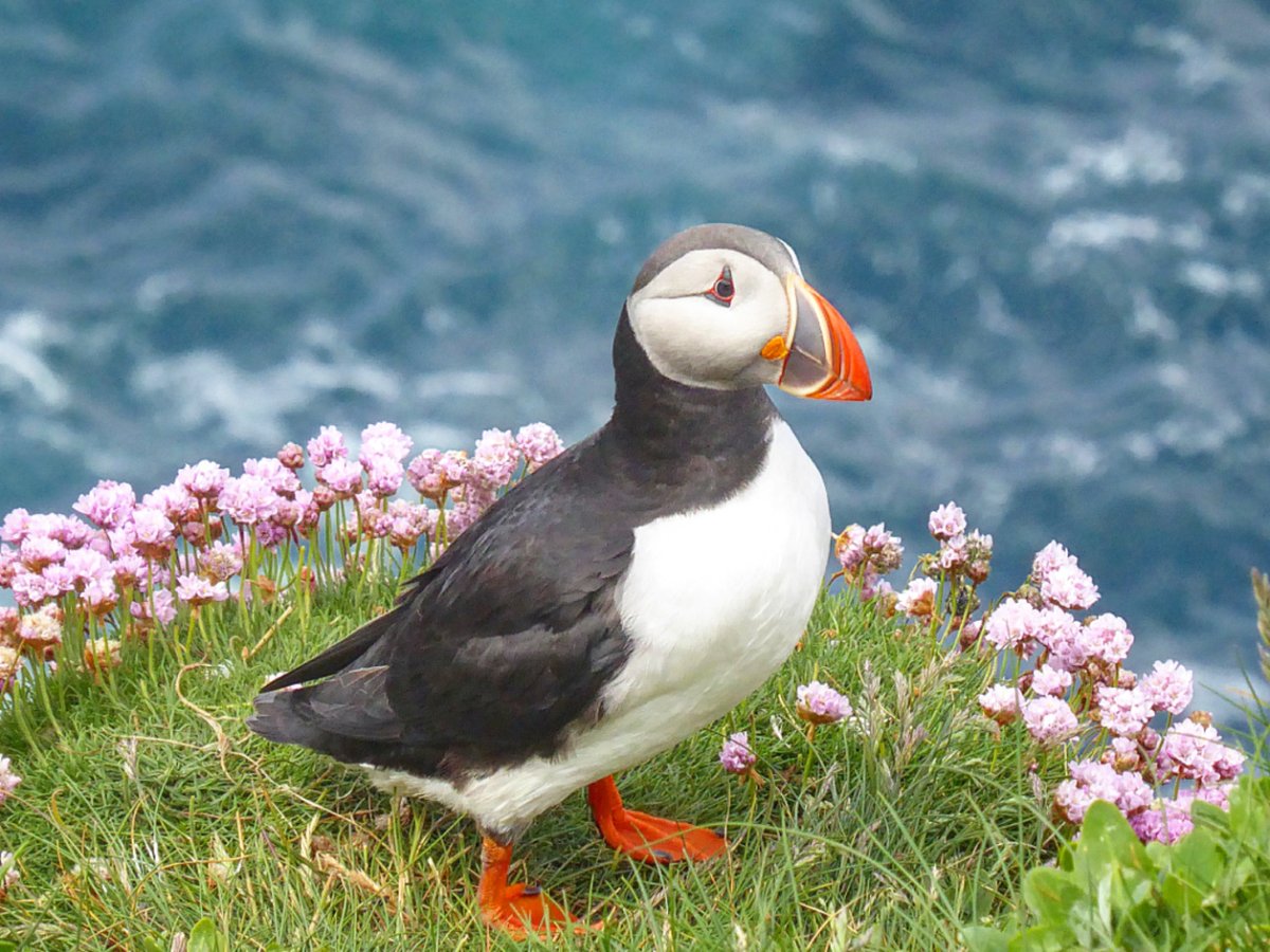 Seeing puffins again means spring is really here. These colourful birds brighten our longer days.Whether you love watching birds or just enjoy nature, it's always a treat to see them. Find out where you'll spot them between April and August here: shetland.org/visit/do/wildl… 🐦🌼