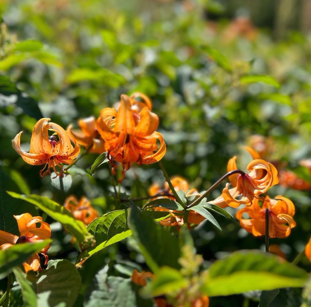 藤井 綾香 (@ayaka0362) on Twitter photo 