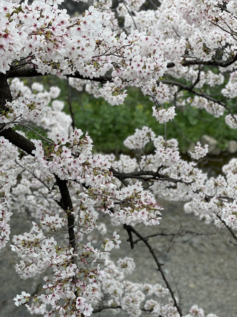 藤井 綾香 (@ayaka0362) on Twitter photo 