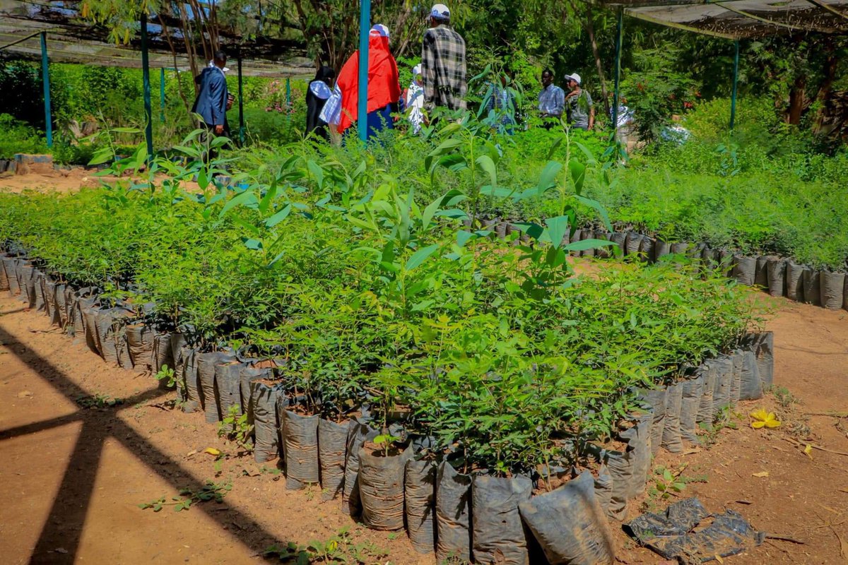 DEH_ORG's tweet photo. Waxa aanu ka qeyb qaadanay xuska Maalinta dhir beerista dalka ee 15 april oo si weyn looga xusey guud ahaan dalka oo dhan.
#Maalinta_dhirbeerista_qaranka 🌳
#SomalilandPlantingDay 🌳 https://t.co/oE956F13zr
