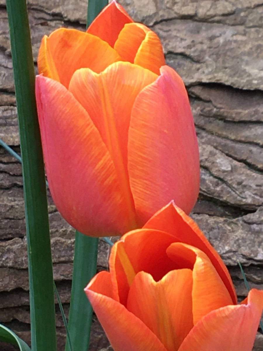 Vixyl's tweet photo. It’s #TulipTuesday 😊 Love the colour of this one 🔥

#flowers #gardening https://t.co/vfuRDiIgSA