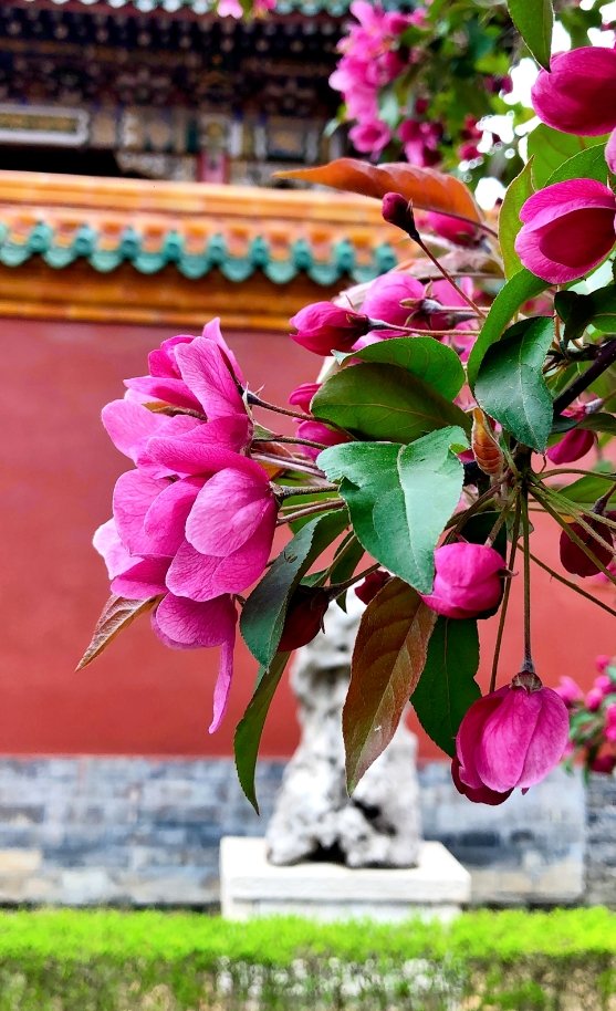 #TourisminShenyang 🌸Get ready to witness nature's beauty in full bloom at the nearly 400-year-old Shenyang Imperial Palace! With peonies and hydrangeas among the stars of the show, visitors will be in for a floral extravaganza that will leave them breathless.